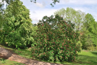 Aesculus × carnea 'Briotii' - jírovec pleťový 'Briotii' - kvetoucí habitus